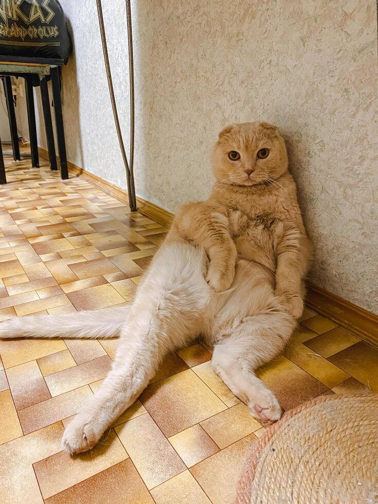 A beautiful cat is sitting comfortably on the floor in the living room, with its legs crossed in a relaxed manner, clearly enjoying its cozy little spot in the warm and inviting room photo