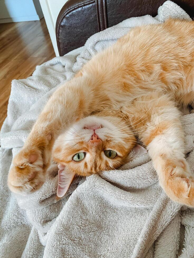 A content cat is lying comfortably on its back atop a soft blanket, enjoying its time in a relaxed position with its paws in the air, basking in the cozy comfort it provides photo