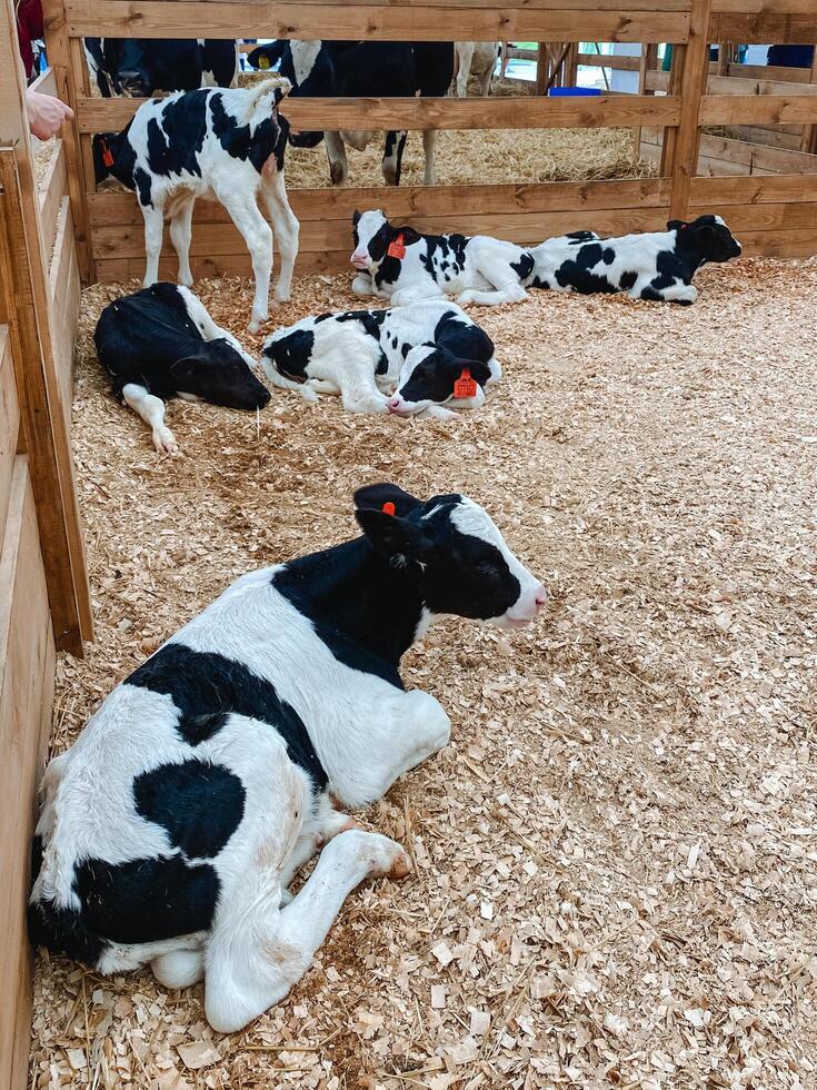 In a spacious and serene pen, a group of adorable black and white calves are resting peacefully together, relishing the tranquil atmosphere and their beautiful natural surroundings photo
