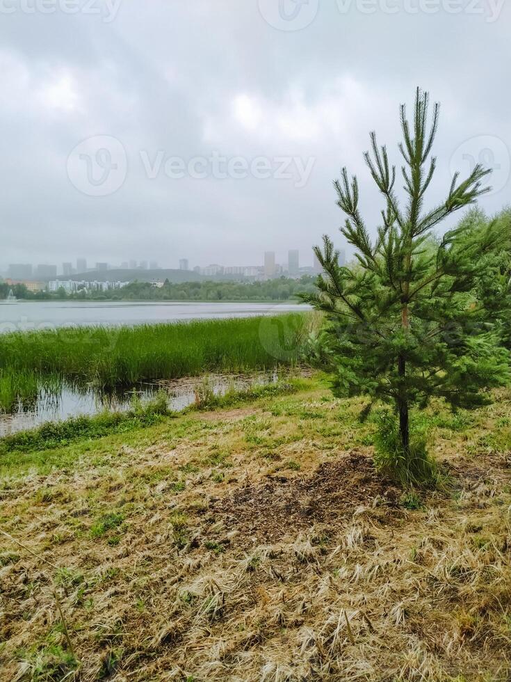 In a peaceful field adjacent to a beautiful lake, a small, resilient pine tree is steadily growing, symbolizing natures persistence and strength in a serene natural landscape photo