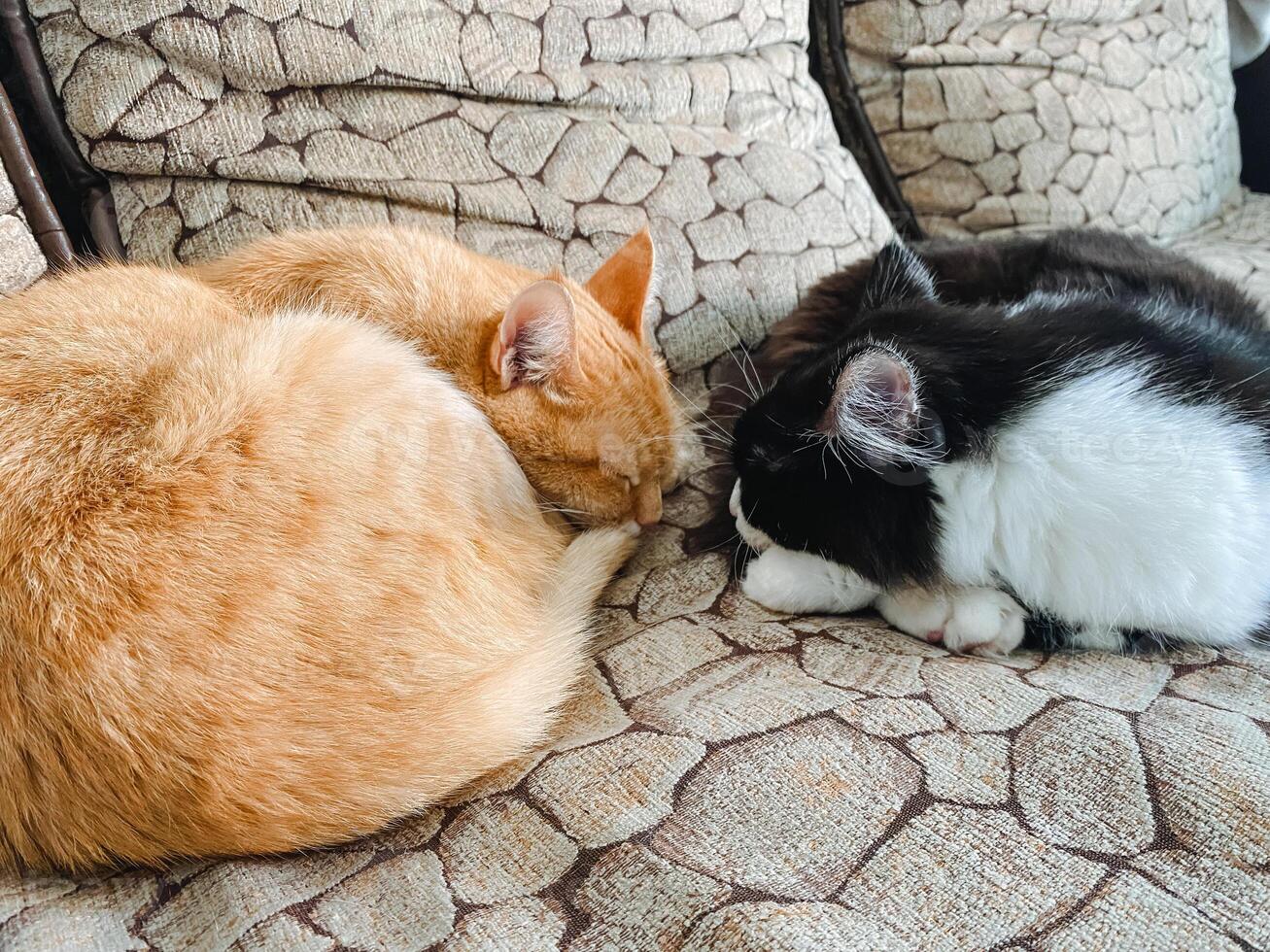 Two fluffy cats are peacefully sleeping side by side on a cozy couch, enjoying the warmth and tranquility of their shared rest, showcasing true comfort and companionship photo