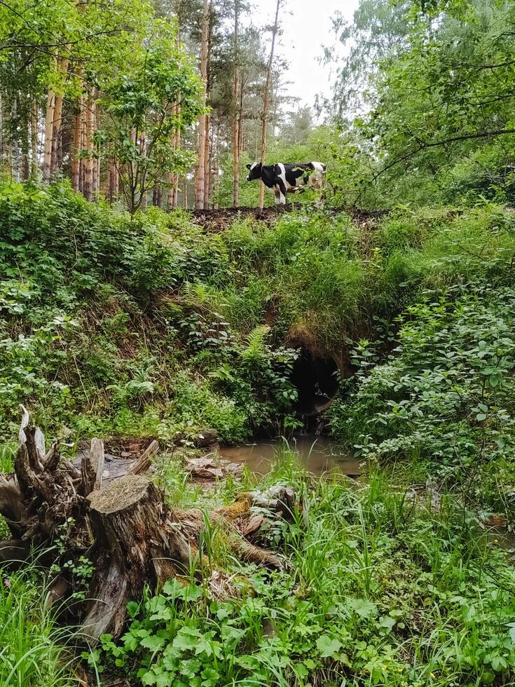 A solitary cow is peacefully standing on a bridge that stretches gracefully over a gently flowing stream nestled within the woods, completely surrounded by the serene beauty of nature photo