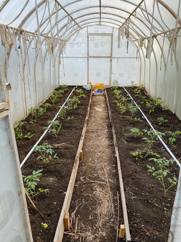 Inside a greenhouse, there is a diverse collection of various plants thriving alongside rich soil, creating a vibrant and lively environment for growth and cultivation of greenery photo