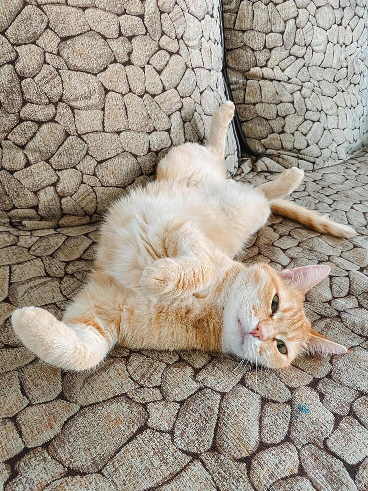 A cat is comfortably laying on its back on a soft couch, looking quite relaxed and content while enjoying its cozy surroundings and taking in the peaceful atmosphere around it photo