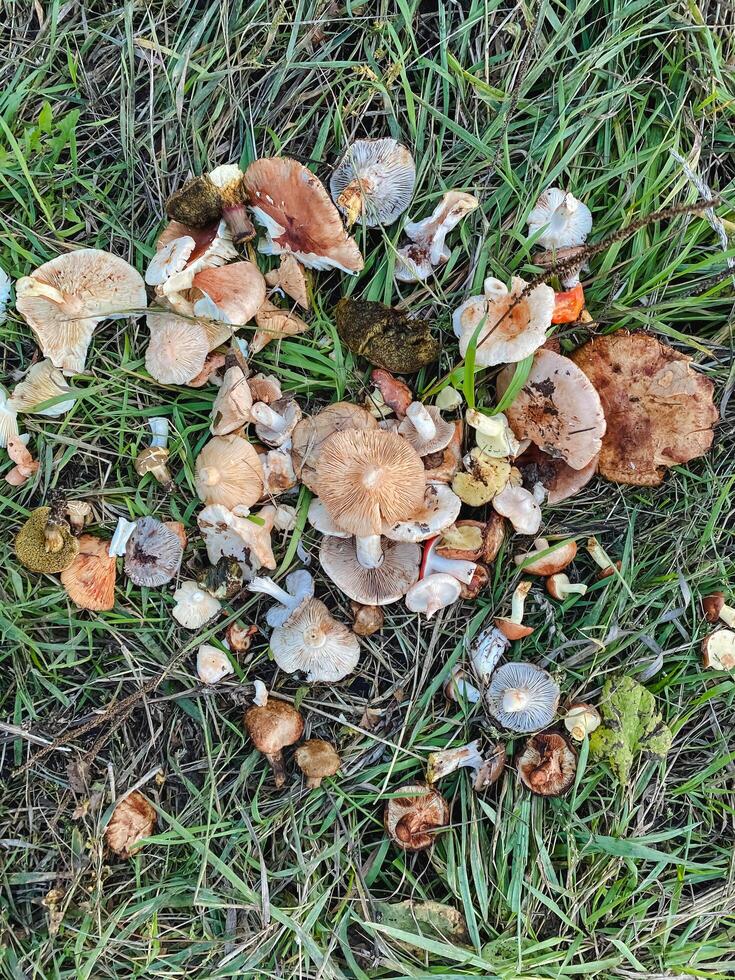 A large cluster of various mushrooms is blossoming in the lush green grass, creating a vibrant display of natures beauty amidst the terrestrial plants that surround them photo