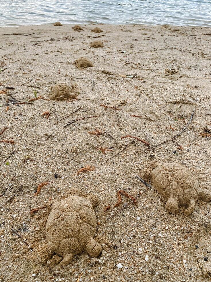 A group of sand turtles is observed on a sandy beach that is located near the gentle waves of the water, basking in the sun and enjoying their natural habitat by the shore photo