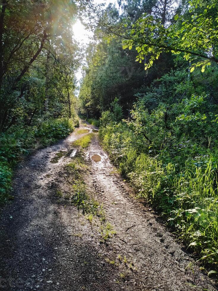 A secluded, unpaved dirt road that winds its way through the heart of a vibrant and lush forest, where the warm sun shines brightly and filters gently through the dense, green foliage above photo