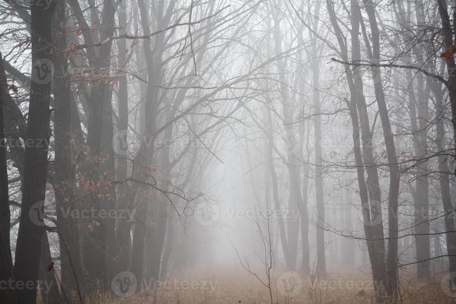 Atmospheric phenomenon in a foggy forest with trees and grass on a rainy day photo