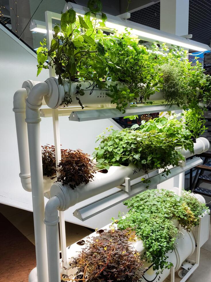 A row of white pipes filled with green plants photo
