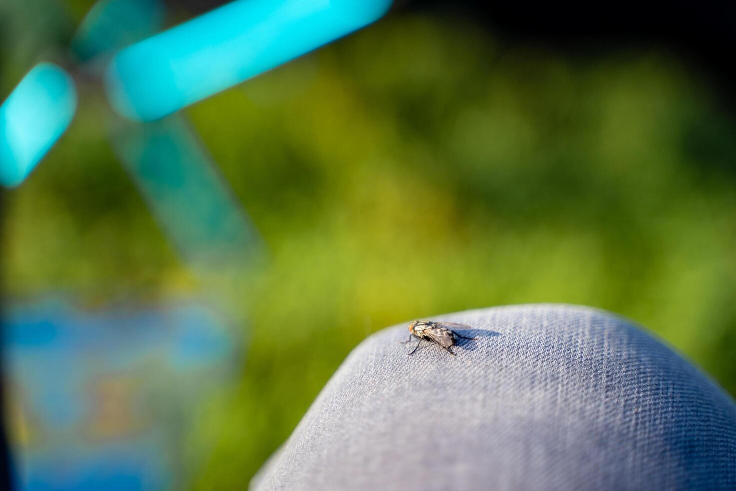 This is a close up image featuring a fly resting on a persons foot, showcasing the intricate details of the insect and its proximity to the human leg which it has chosen as a resting place photo