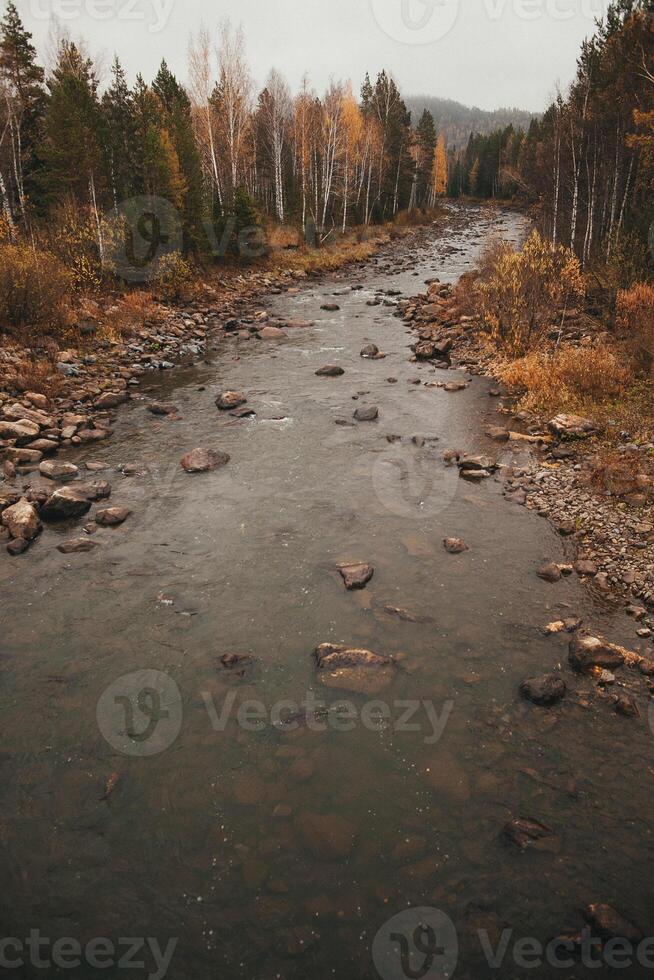 Water flowing through trees and rocks in a forest landscape photo
