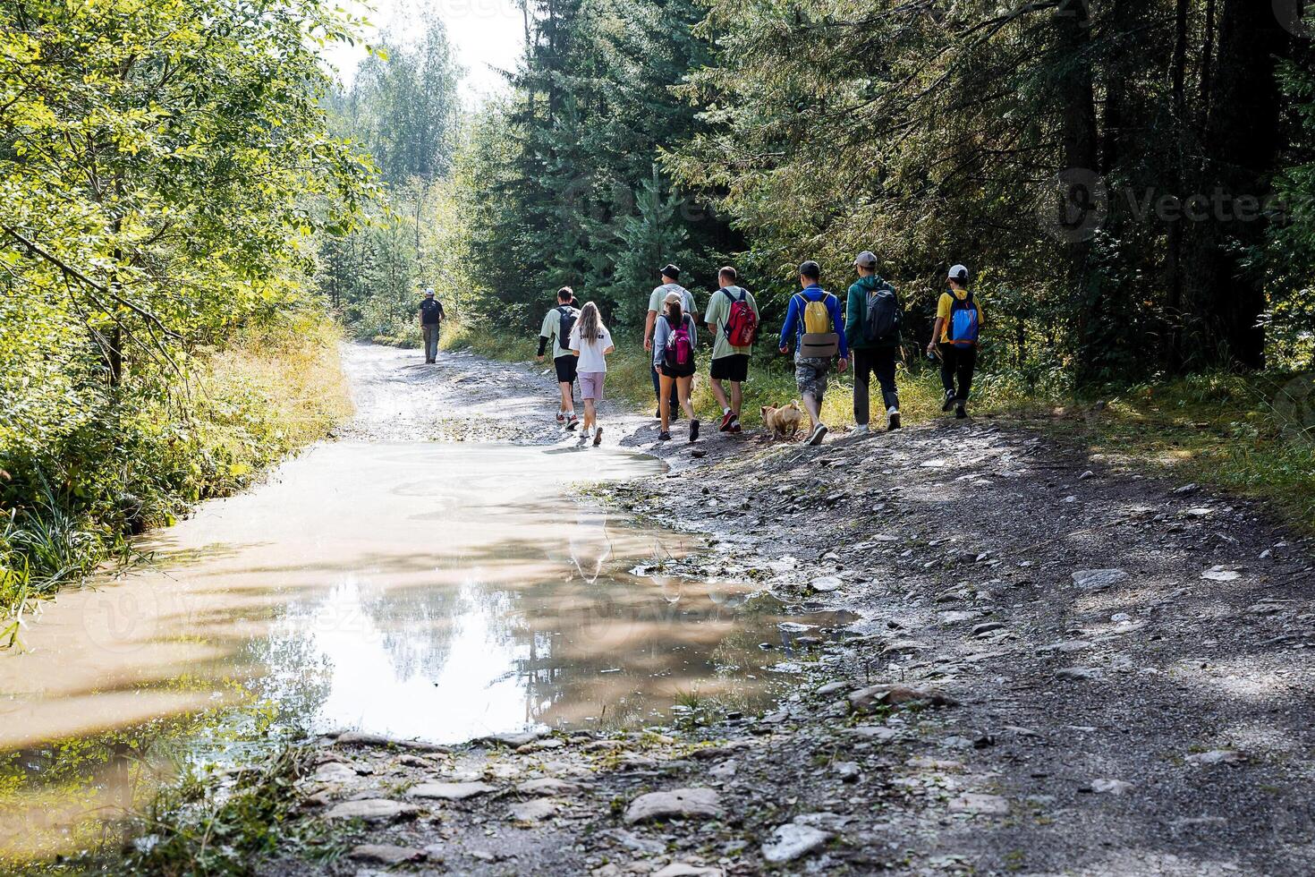 A group of people are slowly walking down a muddy path that meanders through the woods, surrounded by the beauty of nature and the vibrant colors of the forest environment photo