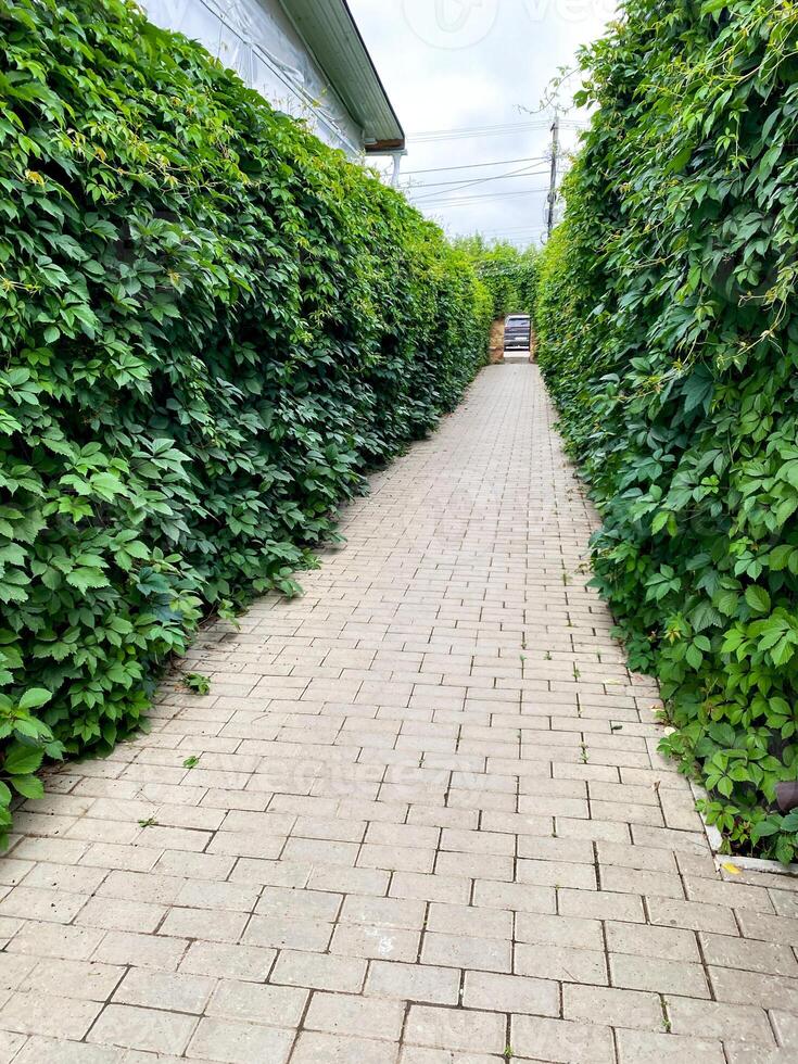 Visitors are guided by a charming brick walkway to a home surrounded by a green hedge, creating an enchanting entrance. The lush greenery enhances the beauty of the residence photo