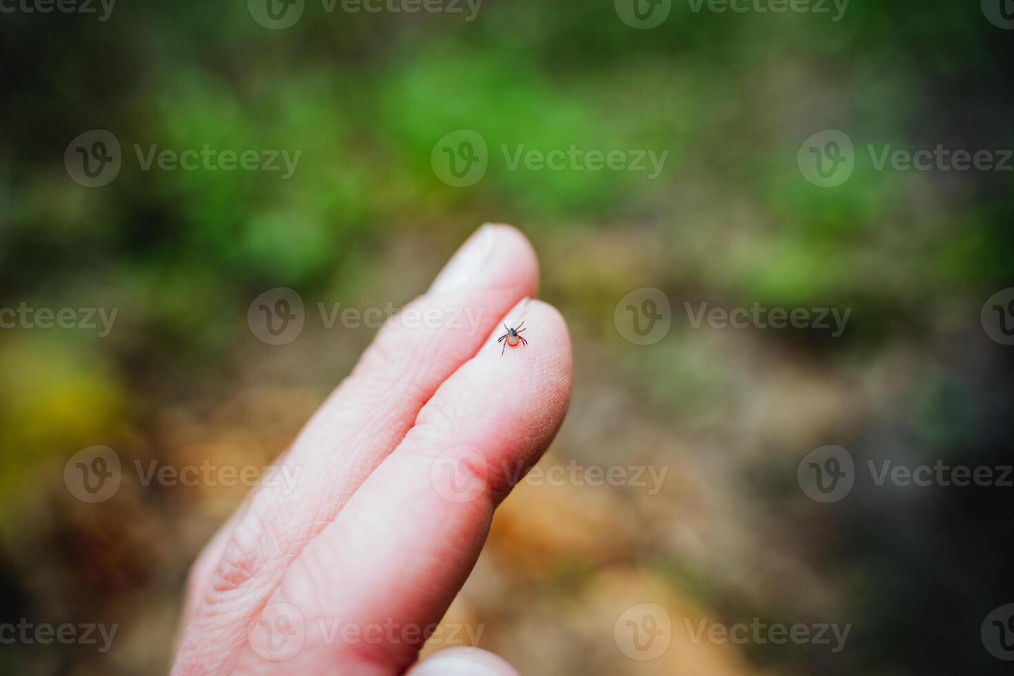 A tick on a finger crawls against the background of the forest, the site of an insect bite, an inconspicuous predatory insect. photo