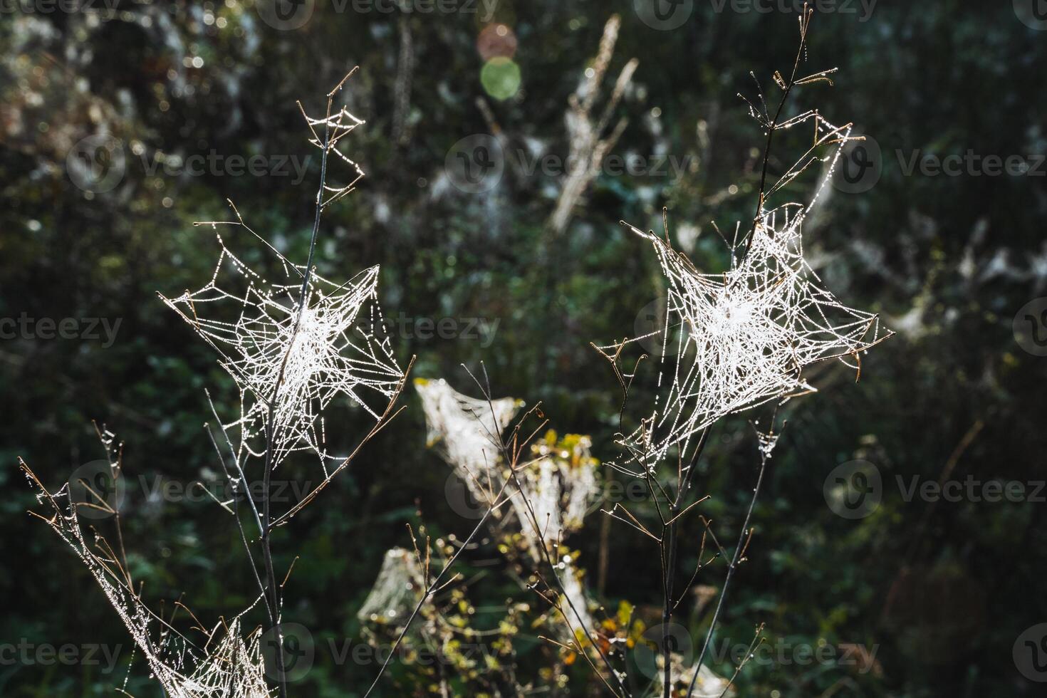 A bunch of delicate spider webs are hanging from a tree branch photo