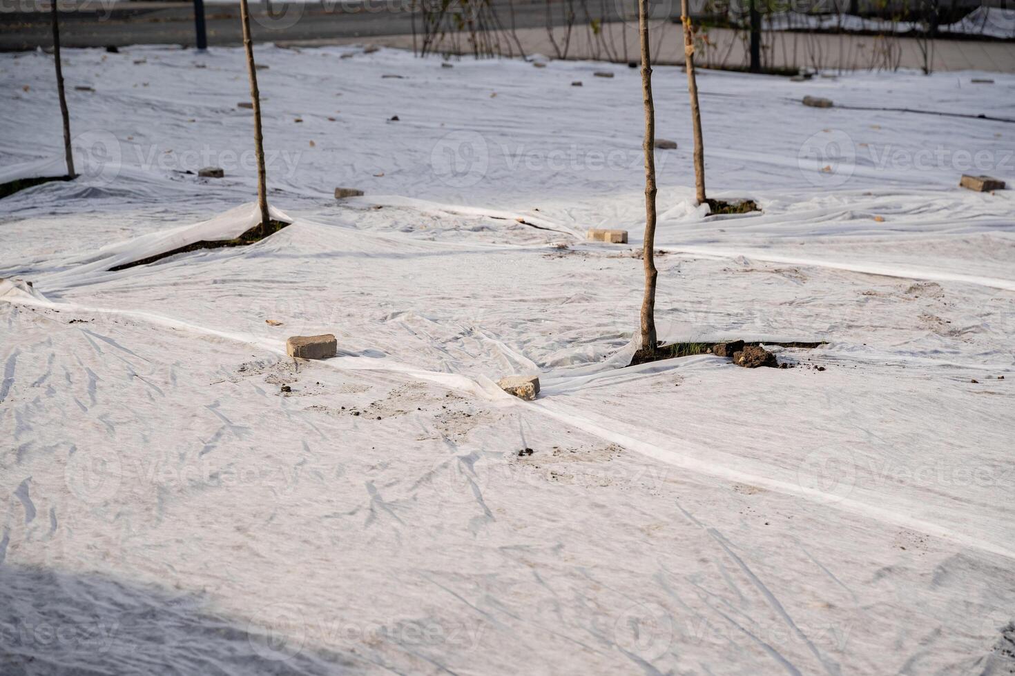 A long row of trees stands tall, each one meticulously covered in a layer of white plastic wrap for protection or aesthetic purposes, creating a unique visual contrast with the landscape photo