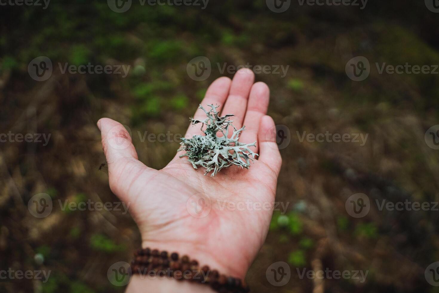 Gesture of holding a terrestrial plant in hand with thumb and index finger photo