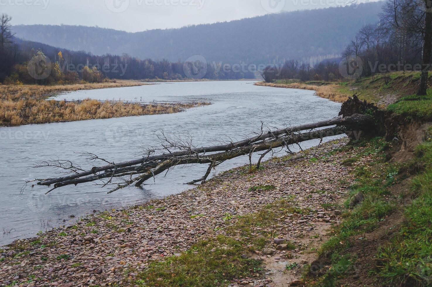 a tree branch is laying on the shore of a river photo