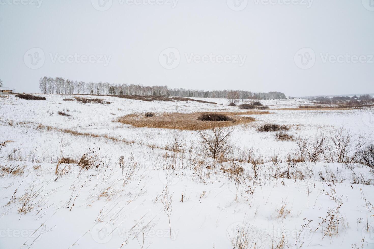 A picturesque snowy field extends before us, with tall trees standing majestically in the background against a backdrop of cloudy skies on this winter day filled with natural beauty photo