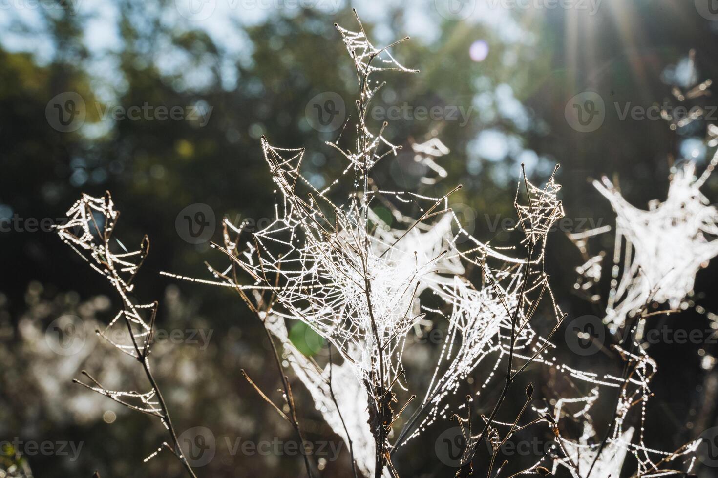 Delicate and intricate spiderwebs are glimmering beautifully in the warm sunlight on a serene and misty morning, creating a stunning scene photo
