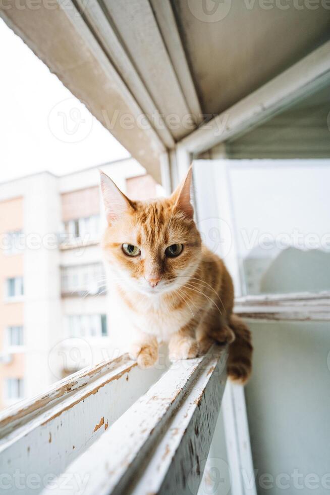 A domestic shorthaired cat sits on a window ledge, gazing outside, displaying typical feline traits such as whiskers and a curious expression, in a charming moment at home photo