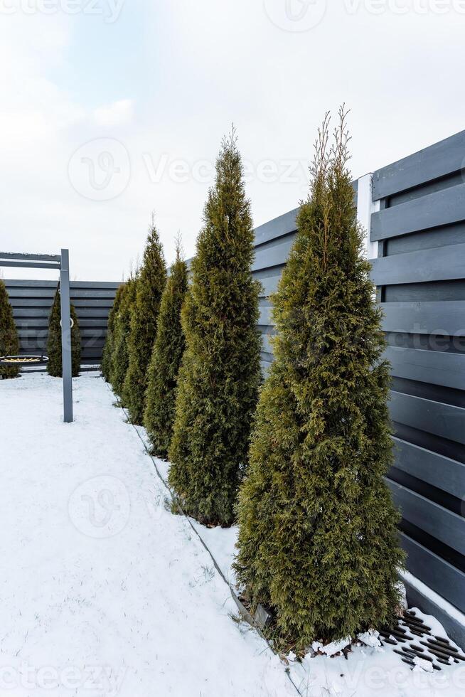 In a picturesque winter scene, there is a row of majestic trees that are growing gracefully next to a sturdy black fence, all surrounded by a blanket of glistening white snow photo