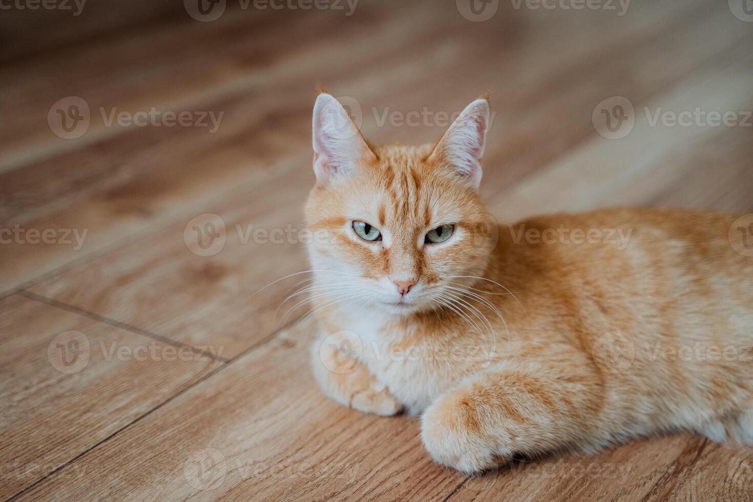 An orange cat is currently laying comfortably on a warm wooden floor, gazing directly at the camera with its strikingly bright eyes, creating an incredibly adorable and captivating scene photo