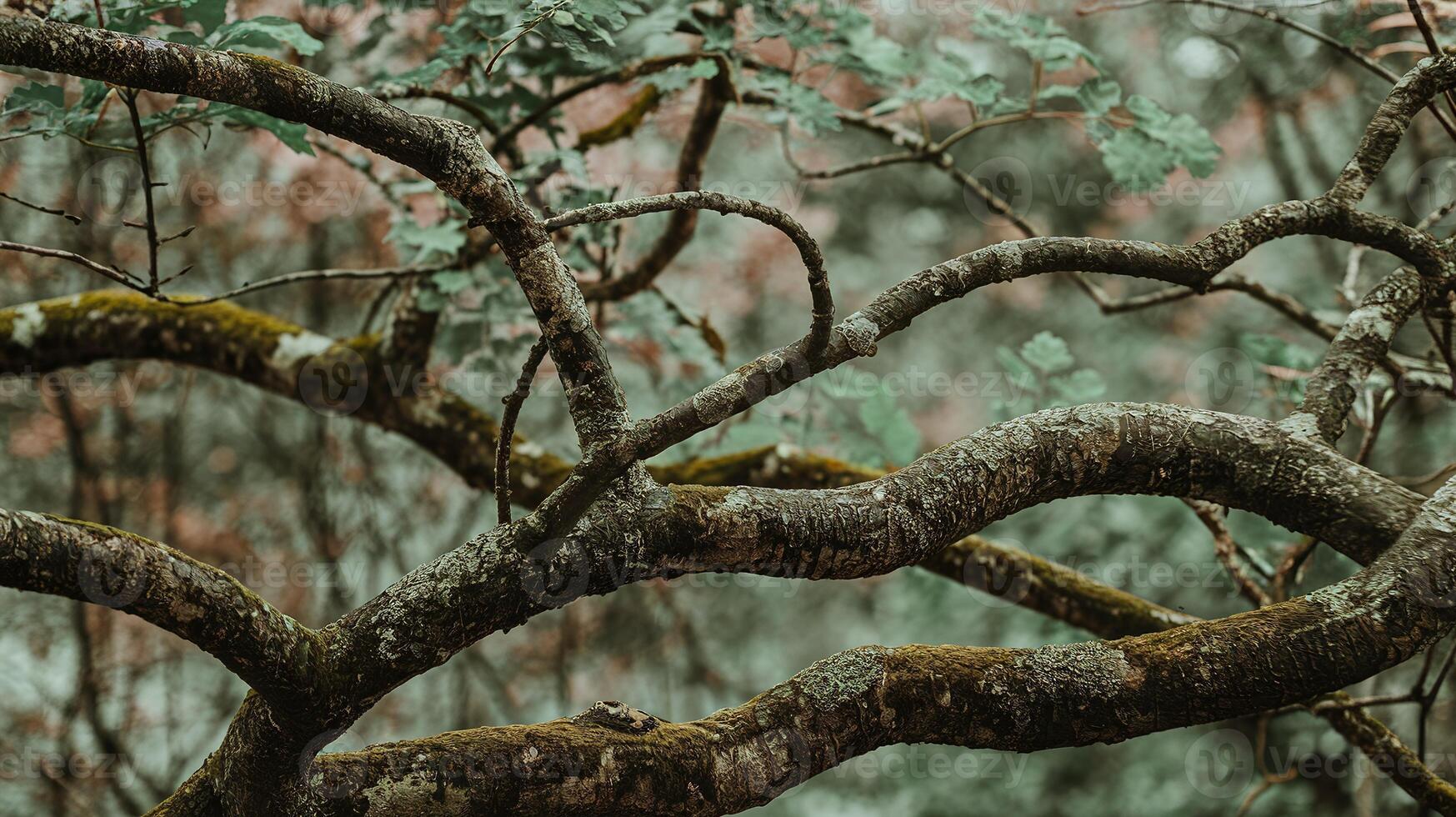Twisting Moss-Covered Tree Branches In Lush Forest With Soft Green Foliage And Blurred Background photo
