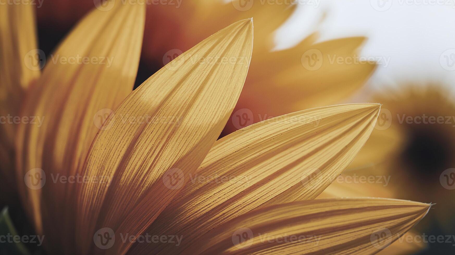 Closeup of Vibrant Yellow Sunflower Petals with Textured Details and Soft Focus Background photo