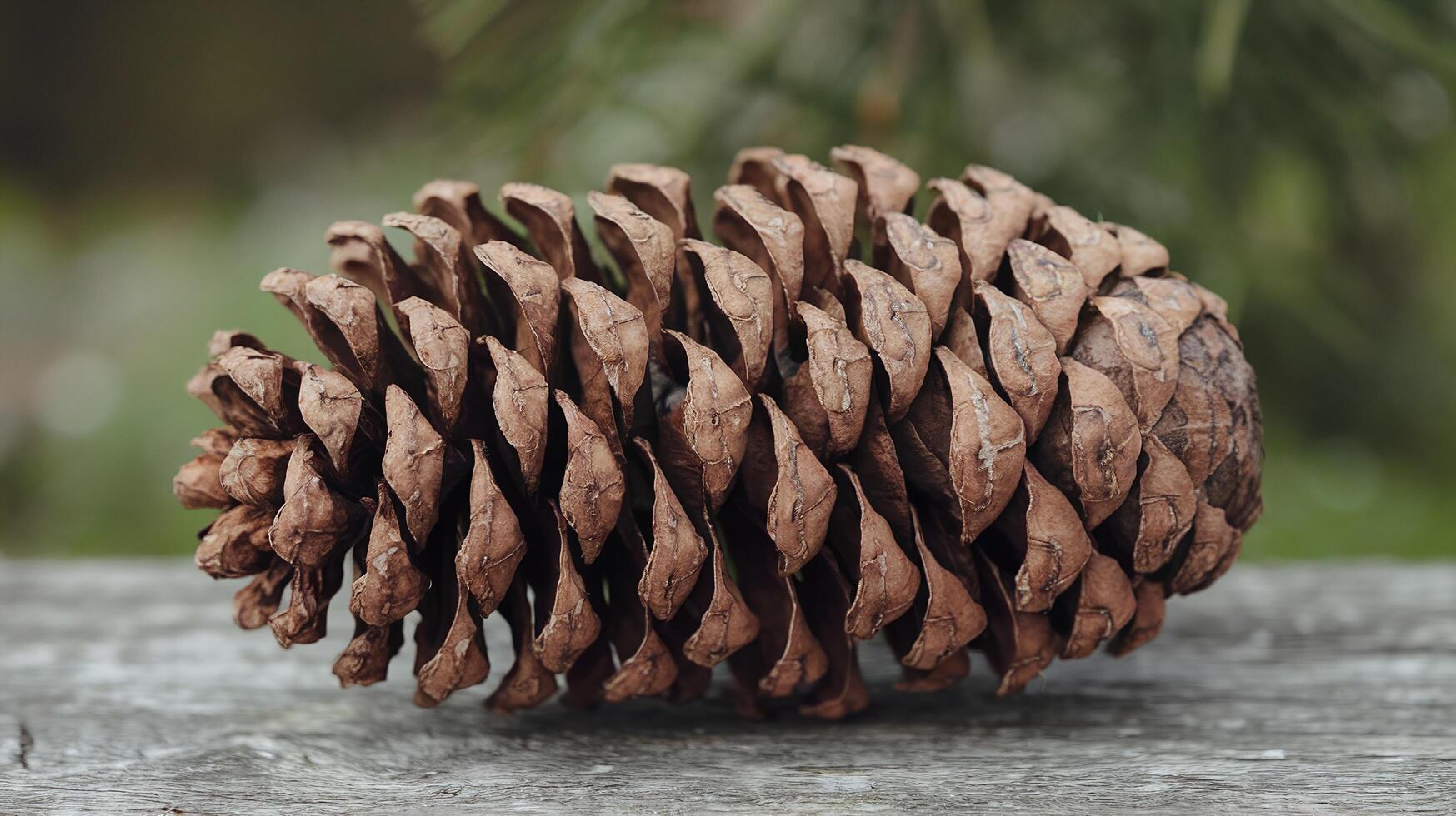 Closeup of a Rustic Brown Pine Cone on Weathered Wooden Surface with Green Blurred Background Outdoors photo