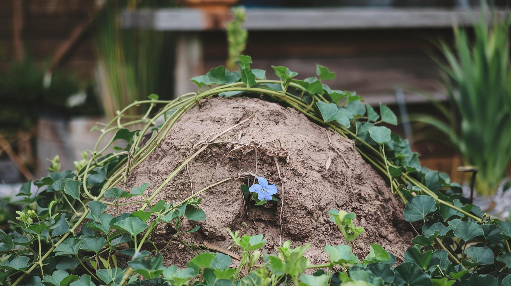 Small Organic Soil Mound with Green Vines and Blue Flower in a Garden Setting with Wooden Background photo