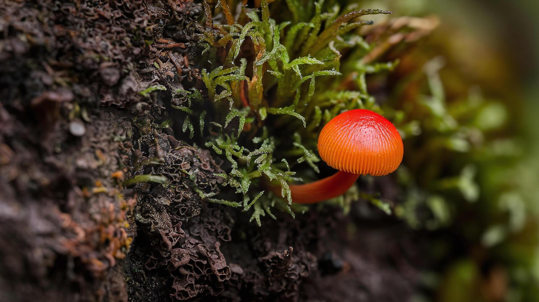 Bright Red Mushroom Growing on Mossy Forest Tree Bark with Lush Green Background photo
