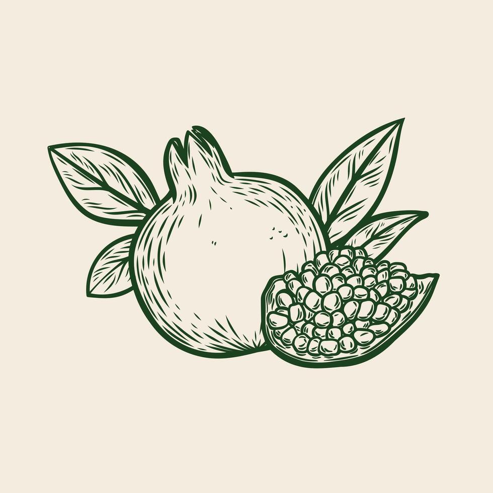 Whole and half pomegranate fruit drawn in engraving style vector