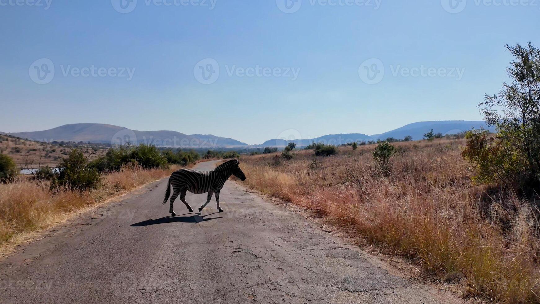 Aerial Safari Tour in Pilanesberg National Park South Africa. photo