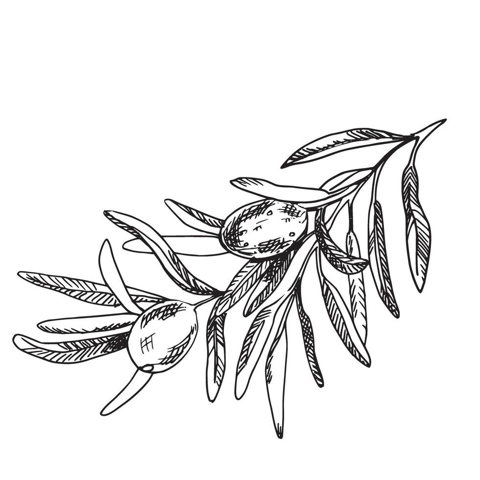 Olive Branch with Olives graphic illustration isolated on white background. Hand drawn in outline style. Black and White line art for cards, logos and food, for cosmetic design. vector