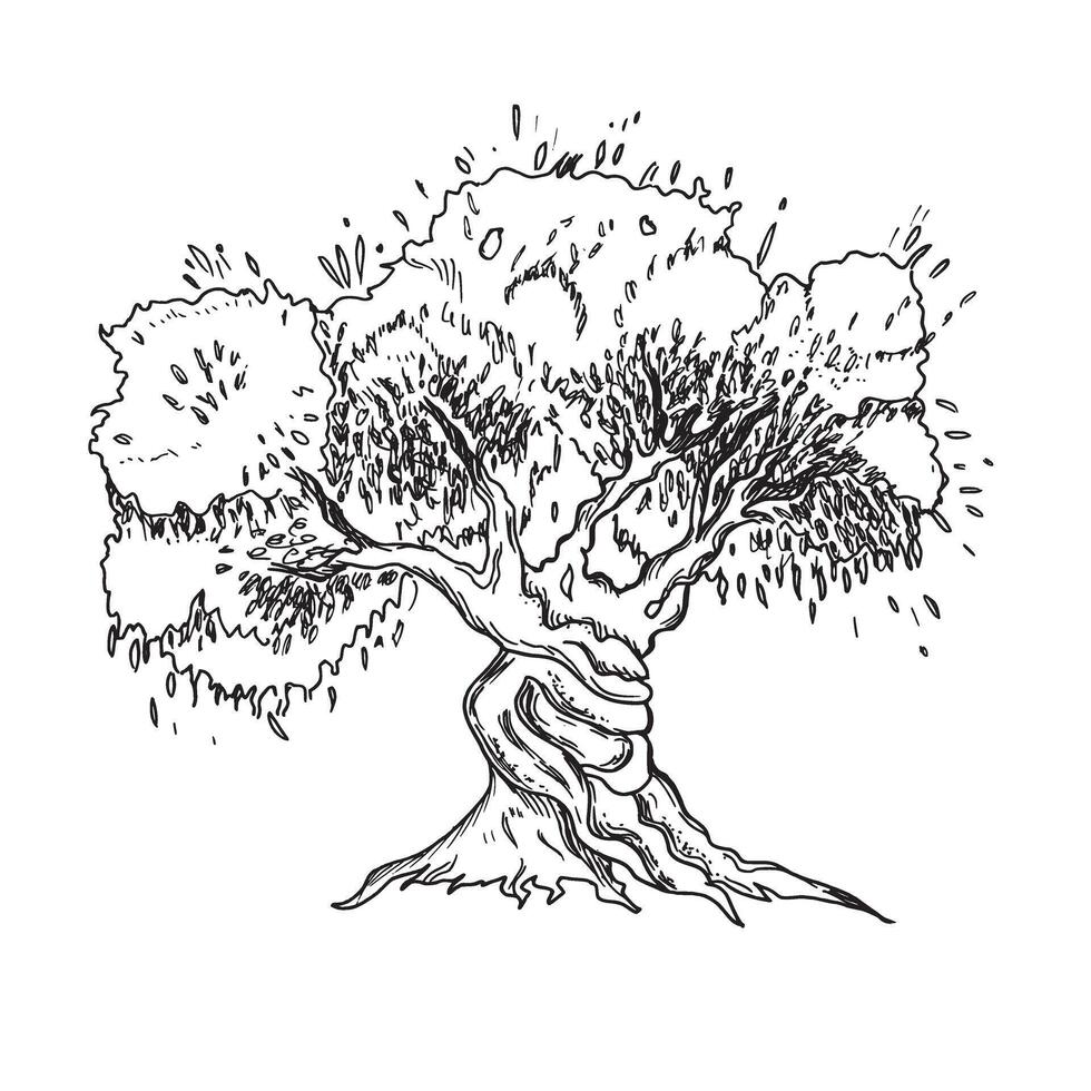 Olive tree graphic drawing. Hand drawn ink illustration isolated on a white background. Sketch for menu, product and italian, greek, spanish cuisine design. vector