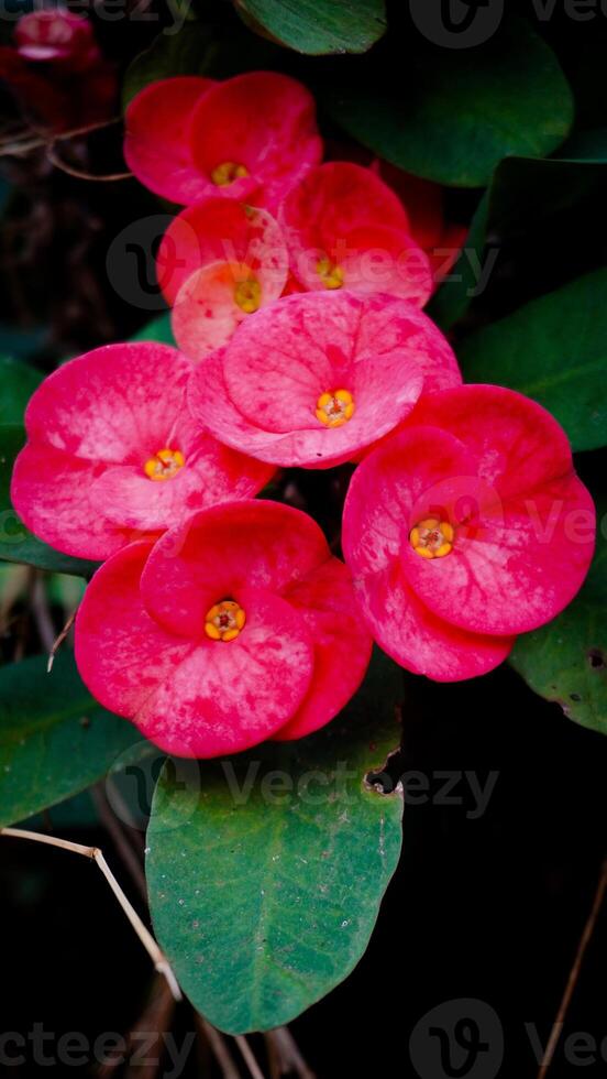 A bunch of red flowers photo