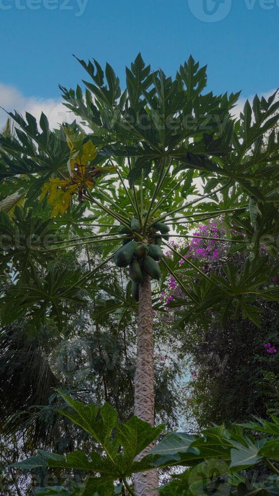 A large tree with many leaves and fruit photo