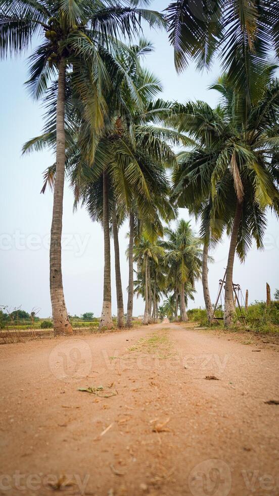 A dirt road with palm trees on either side photo