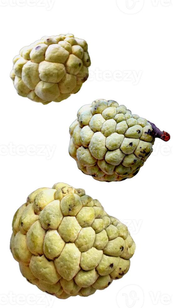 custard apples, also known as Annona squamosa, showcases their unique, bumpy texture and pale green color. photo