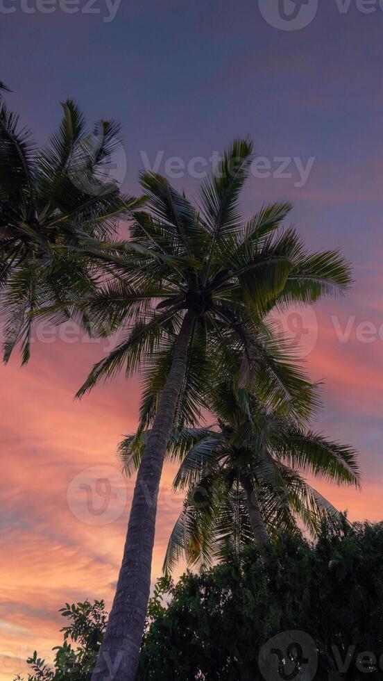 Palm trees against a colorful sunset photo