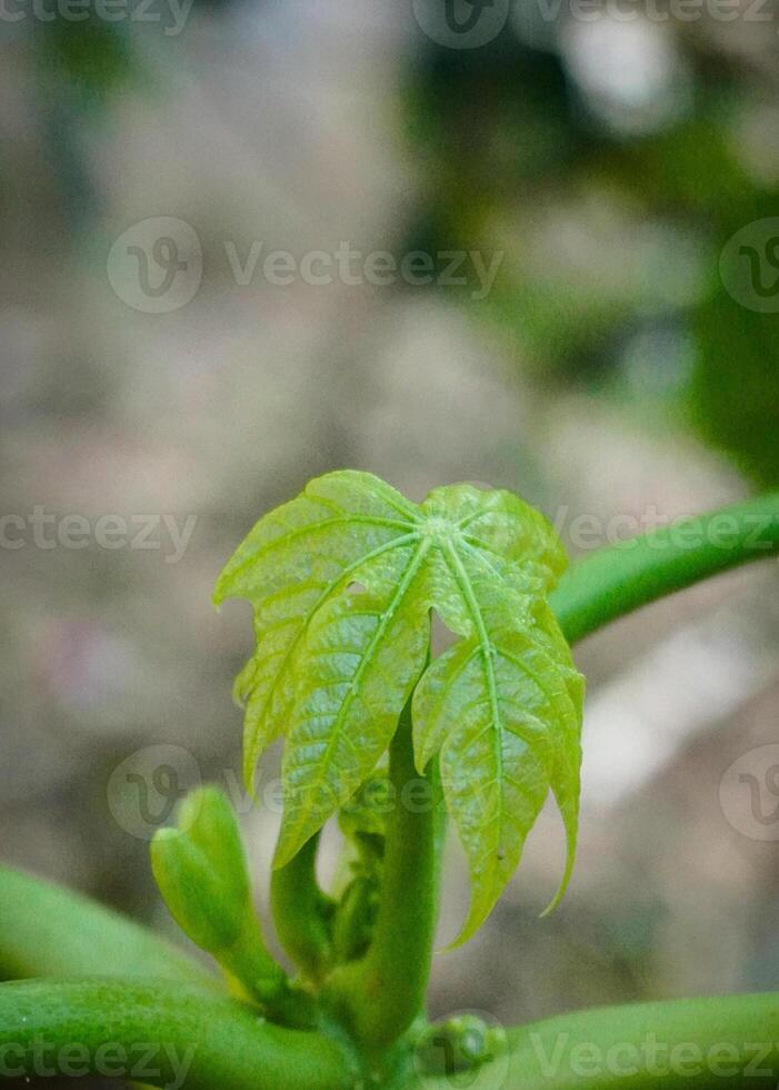 A green leaf on a plant with a small stem photo