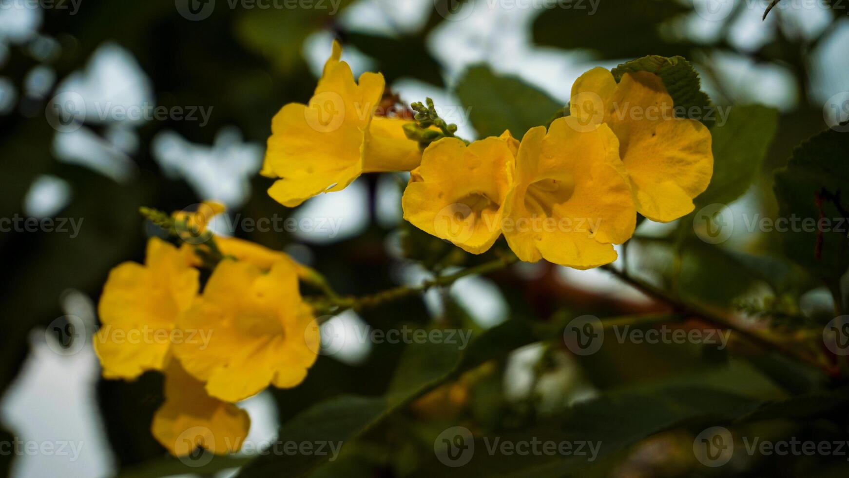 Yellow flowers on a tree branch on a clear day photo