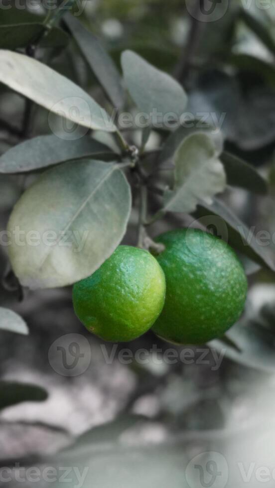 Two green limes are on the tree photo