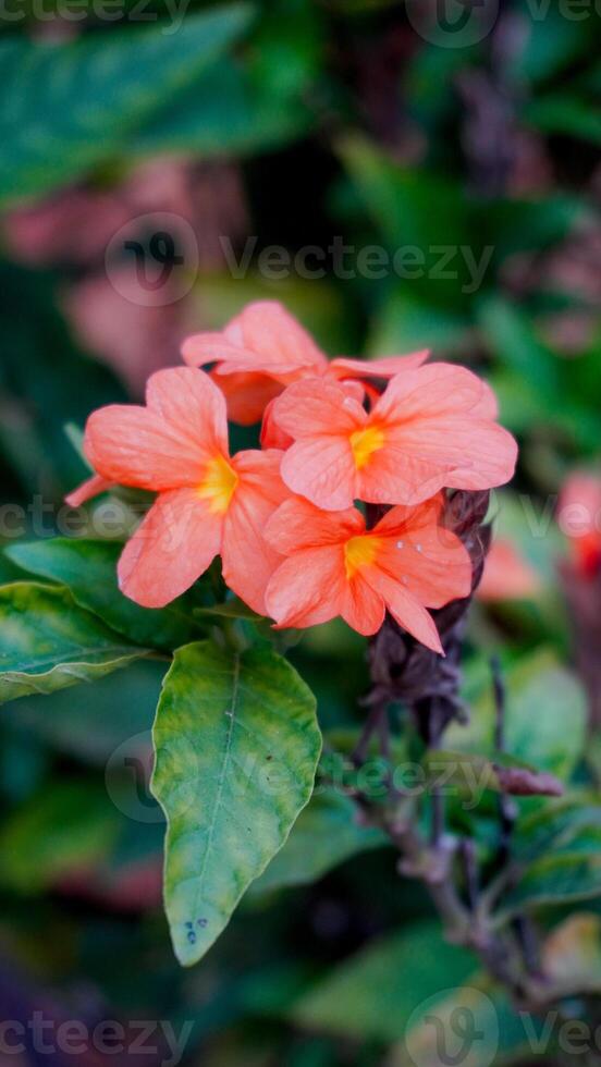 A close up of a flower with orange petals photo