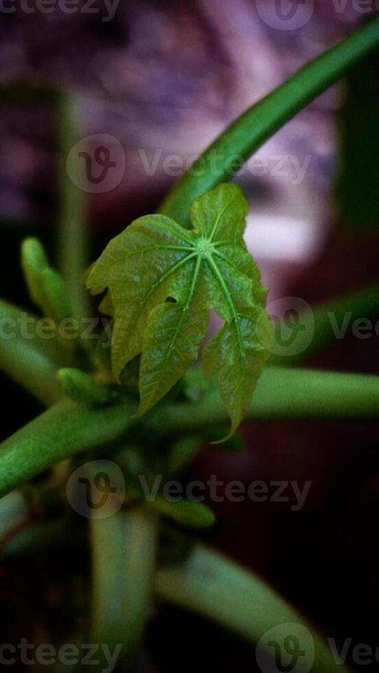 A small green leaf on a plant photo