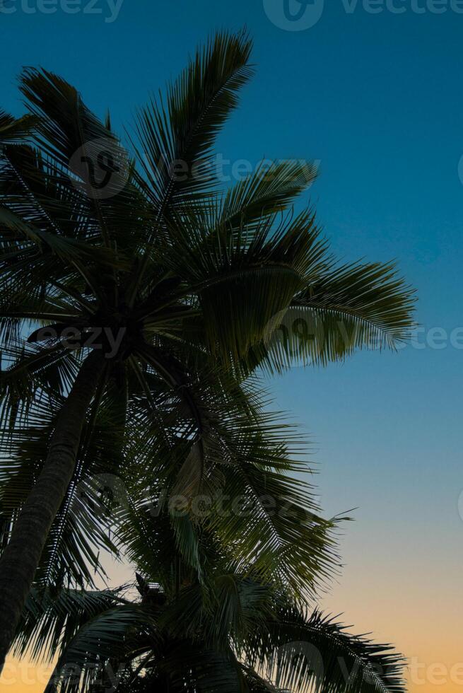 A palm tree with a sunset behind it photo