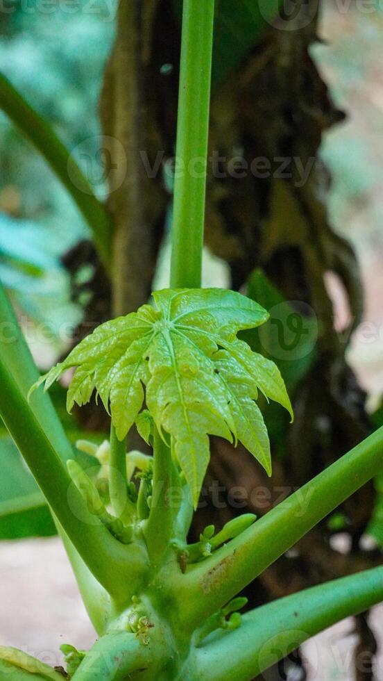 A close up of a plant with green leaves photo
