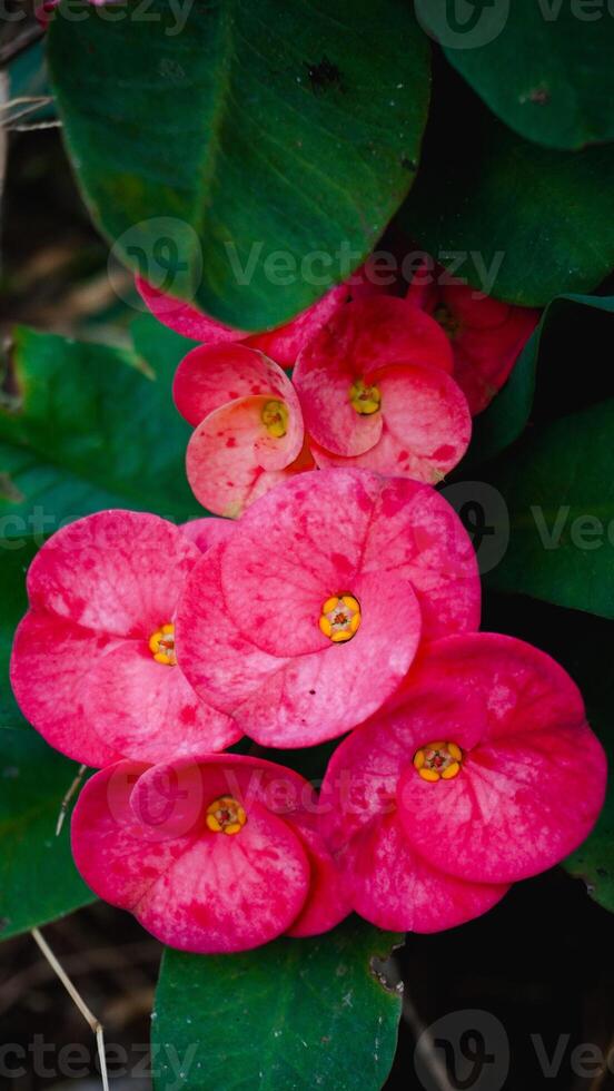 A bunch of pink flowers photo
