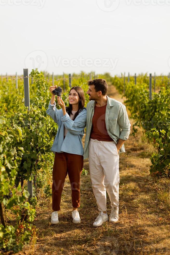 Couple enjoying a sunny day in a vineyard, admiring freshly picked grapes photo